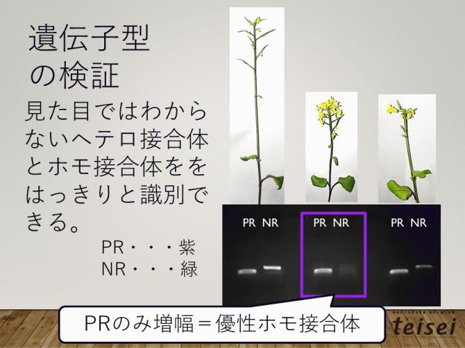 スライド31-0202001.JPG