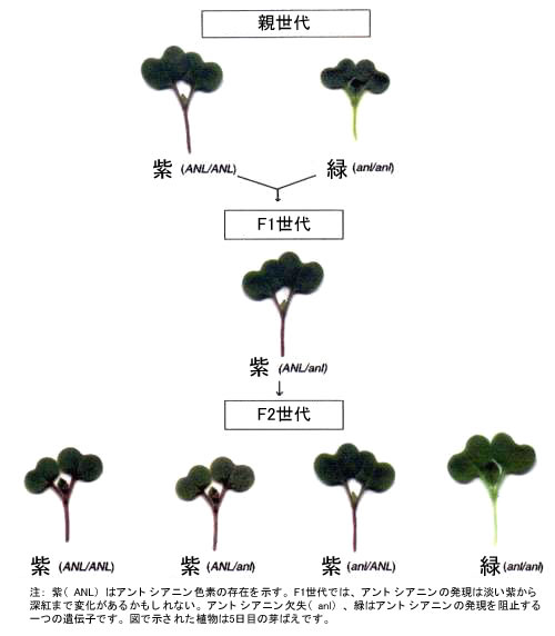 【T-ポイント5倍】 Fast Plants(TM) Monohybrid : 自然科学と技術