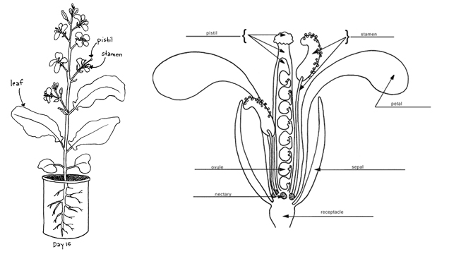 picture of animal cell labeled. animal cell labeled parts. a